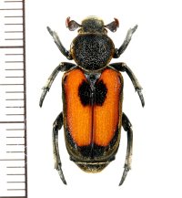アリノスハナムグリの一種 　Clinterocera vietnamensis　♀　 ベトナム南部