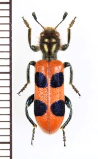 カッコウムシの一種 　Cleridae species 　ベトナム北中部