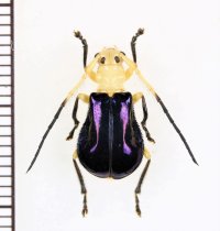 ハムシ擬態のカミキリムシの一種　Plaxomicrus ellipticus　♂　ベトナム北東部