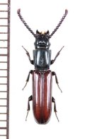 ツツヒラタムシの一種　Passandra sp.　ベトナム中部