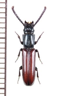 ツツヒラタムシの一種　Passandra sp.　ベトナム中部