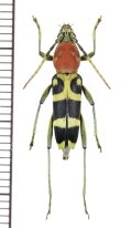 アリバチ擬態のカミキリムシの一種　Chlorophorus sp.　♀　 ベトナム北中部