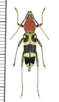 アリバチ擬態のカミキリムシの一種　Chlorophorus sp.　♀　 ベトナム北中部