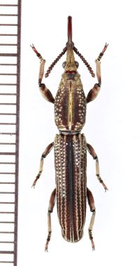 ミツギリゾウムシの一種　Brentidae species　♀　ベトナム中部