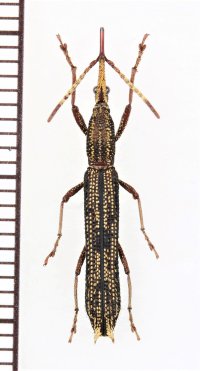 ミツギリゾウムシの一種　Brentidae species　♀　ベトナム中部