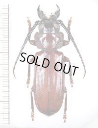 コゲチャヒラタカミキリの一種　Eurypoda sp.　♂　ベトナム中部