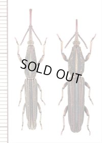 ミツギリゾウムシの一種　Brentidae species　ペア　ベトナム中部
