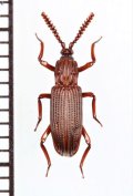 好白蟻性のゴミムシダマシの一種　Nepaloplonyx yunnanensis　中国（雲南省）