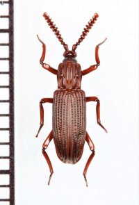 好白蟻性のゴミムシダマシの一種　Nepaloplonyx yunnanensis　中国（雲南省）