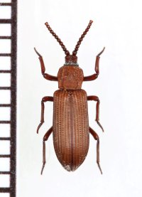 好白蟻性のゴミムシダマシの一種　Ziaelas formosanus　中国（雲南省）