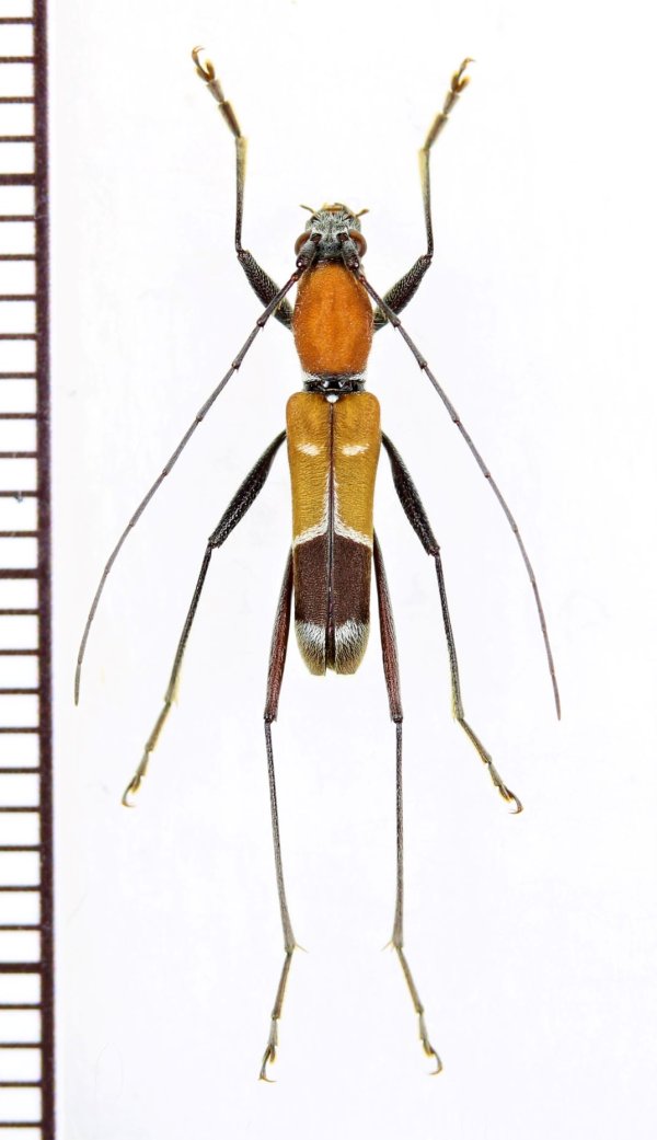 画像1: アリバチ擬態のカミキリムシの一種　Cerambycidae species　♂　中国（雲南省）