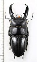 ヒラタクワガタの一種　Dorus titanus westermanni　♂71.5mm　ベトナム南部