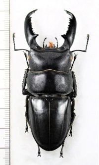 ヒラタクワガタの一種　Dorus titanus westermanni　♂71.5mm　ベトナム南部