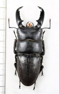 ヒラタクワガタの一種　Dorus titanus westermanni　♂70.5mm　ベトナム南部