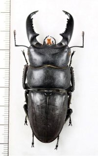 ヒラタクワガタの一種　Dorus titanus westermanni　♂70.5mm　ベトナム南部