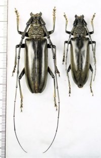 カミキリムシの一種　Nadezhdiella cantori　ペア　中国（浙江省）