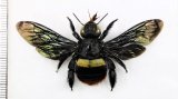 クマバチの一種　Xylocopa tricolor　♀　 インドネシア（スラウェシ島）