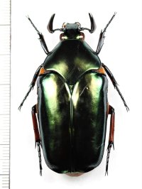 オオヒラタカナブン　Agestrata orichalca　♂49.8mm　ベトナム南部