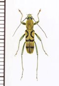 トラカミキリの一種　Clytini species　ベトナム南部