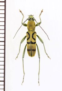 トラカミキリの一種　Clytini species　ベトナム南部