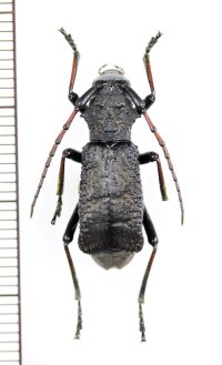 カミキリムシの一種　Petromorphus yunnanus　♀　中国（雲南省）
