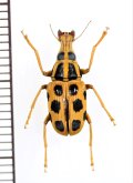 テントウムシ擬態のヒゲナガゾウムシの一種　Acorynus sp.  フィリピン(ルソン島)