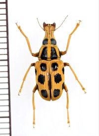 テントウムシ擬態のヒゲナガゾウムシの一種　Acorynus sp.  フィリピン(ルソン島)