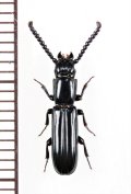 ツツヒラタムシの一種　Passandra sp.　ベトナム南部