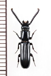 ツツヒラタムシの一種　Passandra sp.　ベトナム南部