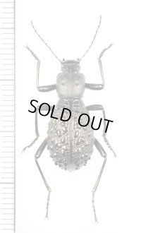 ゴミムシダマシの一種　Morphostenophanes sp.　♀　ベトナム北西部