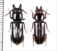 サキシマニセクワガタカミキリ　ペア　石垣島
