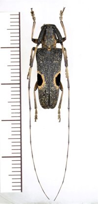 眼状紋を持つカミキリムシの一種　Annamanum lunulatum　♀　中国（広西チワン族自治区）