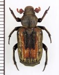 アリノスハナムグリの一種 　Clinterocera yunnana　♂　 中国（雲南省）
