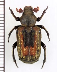 アリノスハナムグリの一種 　Clinterocera yunnana　♂　 中国（雲南省）