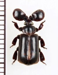 ヒゲブトオサムシ族の一種　Platyrhopalopsis sp.　中国（雲南省）