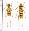 トラカミキリの一種　Clytini species　ペア　ベトナム北西部