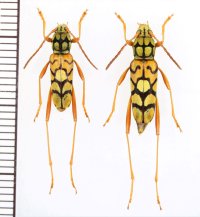 トラカミキリの一種　Clytini species　ペア　ベトナム北西部