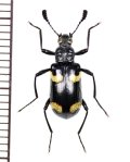 オオキノコムシ擬態のゴミムシダマシの一種　Strongylium sp.　ベトナム北東部