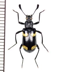 オオキノコムシ擬態のゴミムシダマシの一種　Strongylium sp.　ベトナム北東部