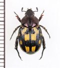セマダラコガネの一種　Exomala sp.　♀　ベトナム中部