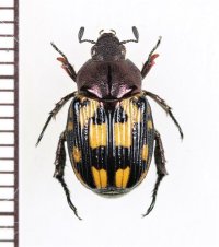 セマダラコガネの一種　Exomala sp.　♀　ベトナム中部