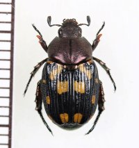 セマダラコガネの一種　Exomala sp.　♀　ベトナム中部
