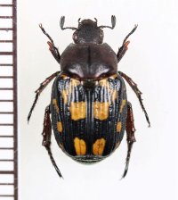 セマダラコガネの一種　Exomala sp.　♀　ベトナム中部