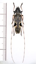 眼状紋を持つカミキリムシの一種　Annamanum lunulatum　♀ 　ベトナム中部
