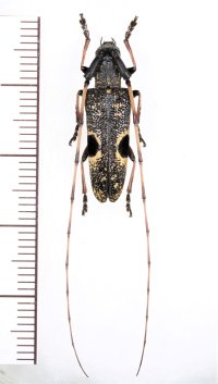 眼状紋を持つカミキリムシの一種　Annamanum lunulatum　♀ 　ベトナム中部