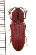 コメツキムシの一種　Lacon mausoni　♂　ベトナム北東部