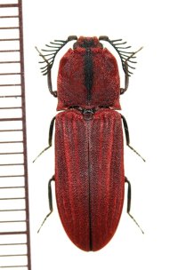 コメツキムシの一種　Lacon mausoni　♂　ベトナム北東部