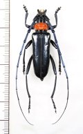 クビアカツヤカミキリ　前胸赤色型　♂　 ベトナム北東部