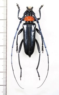 クビアカツヤカミキリ　前胸赤色型　♂　 ベトナム北東部