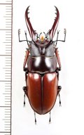 アスタコイデスノコギリクワガタ  Prosopocoilus astacoides dubernardi　♂42.4mm　中国雲南省